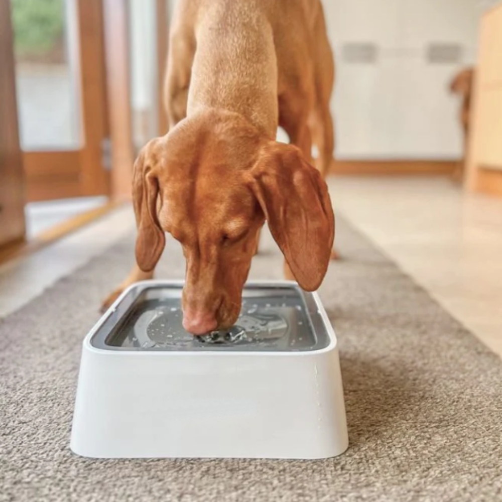 Gamelle pour chien anti-déversement Bugustore