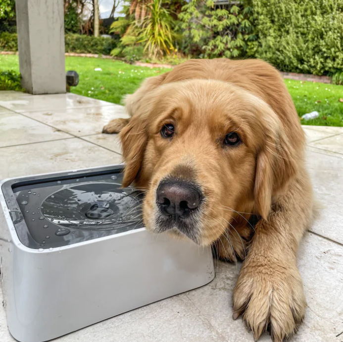 Gamelle pour chien anti-déversement Bugustore